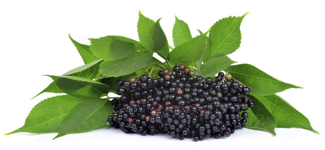 Elderberry Extract