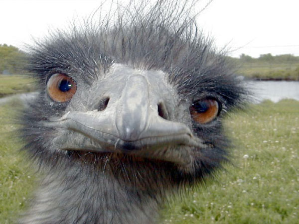 Emu-Oil