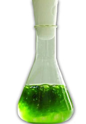 Algae-Oil