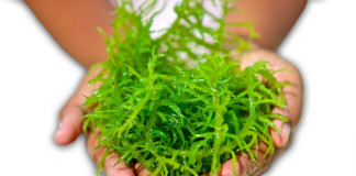Seaweed Supplements