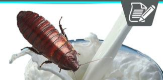Cockroach Milk Review – New Superfood Supplement Protein Drink?