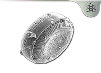 Food Grade Diatomaceous Earth – Is Silica The Secret to Health?