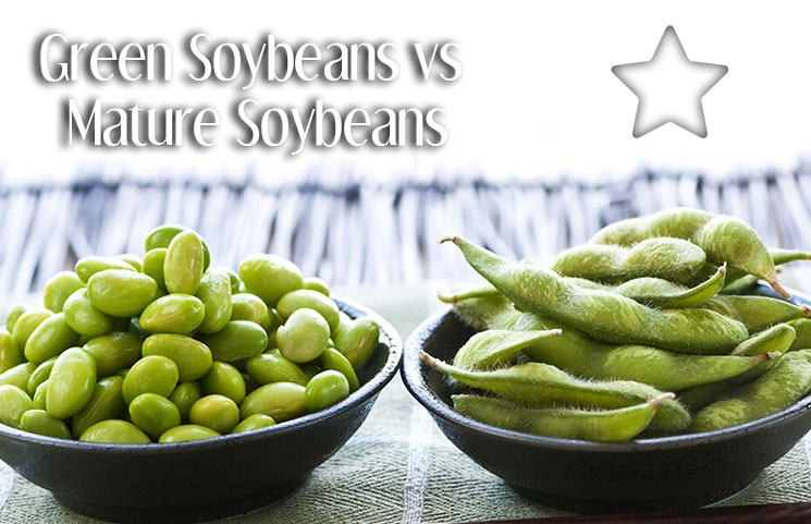 Green Soybean Extract