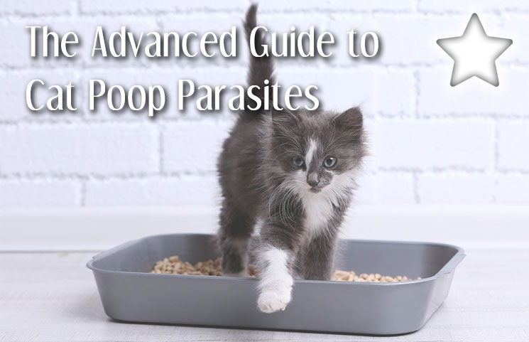 Cat Poop Parasites