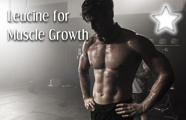 Leucine for Muscle Growth