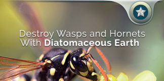 Destroy Wasps and Hornets Naturally With Diatomaceous Earth