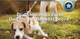 Diatomaceous Earth Dog Health Benefits – What Does It Improve?