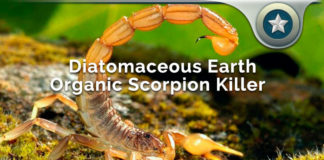 Diatomaceous Earth Organic Scorpion Killer – Natural Solution? Diatomaceous Earth Organic Scorpion Killer