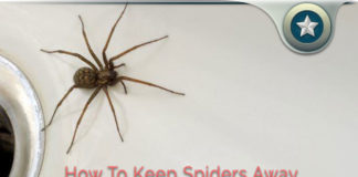How To Keep Spiders Away From Your Home With Diatomaceous Earth How To Keep Spiders Away From Your Home With Diatomaceous Earth