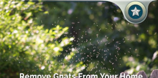 How To Remove Gnats From Your Home With Diatomaceous Earth How To Remove Gnats From Your Home With Diatomaceous Earth