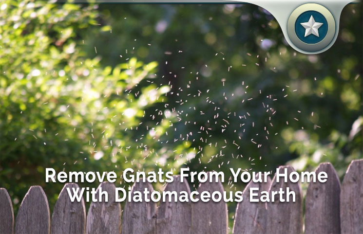 How To Remove Gnats From Your Home With Diatomaceous Earth