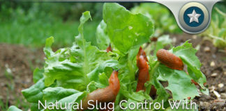 Diatomaceous Earth Natural Slug Control – How It Works?