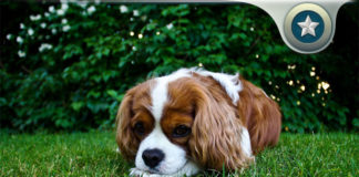 How Diatomaceous Earth Helps Pesticide Poison Dangers for Dogs Pesticide-Poison-Dangers-for-Dogs