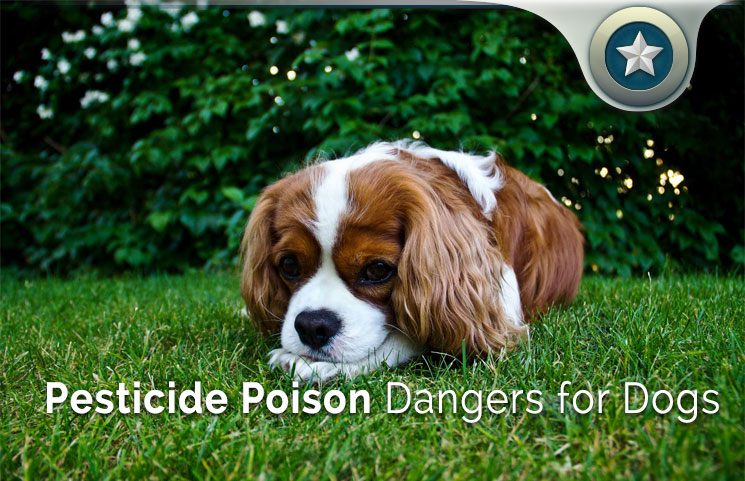 Pesticide-Poison-Dangers-for-Dogs