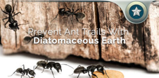 Diatomaceous Earth Prevents Ant Trails – Safe & Effective Method?