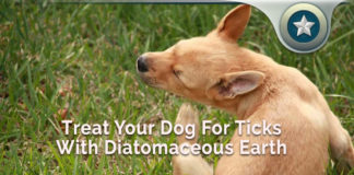How To Treat Your Dog For Ticks With Natural Diatomaceous Earth