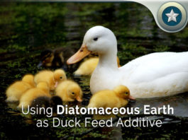 Using-Diatomaceous-Earth-a-Duck-Feed-Additive