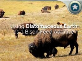 Using-Diatomaceous-Earth-as-a-Bison-Feed-Additive