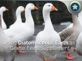 Using-Diatomaceous-Earth-as-a-Geese-Feed-Supplement
