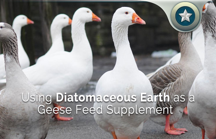 Using-Diatomaceous-Earth-as-a-Geese-Feed-Supplement
