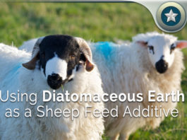 Using-Diatomaceous-Earth-as-a-Sheep-Feed-Additive