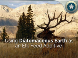 Using-Diatomaceous-Earth-as-an-Elk-Feed-Additive