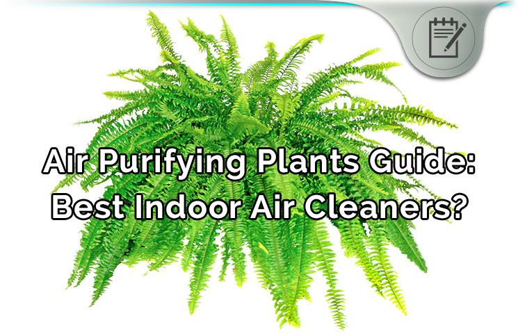 Air Purifying Plants