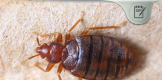 Bed Bug Hotel Traveling Tips Using Diatomaceous Earth atlantis resort bed bugs attack