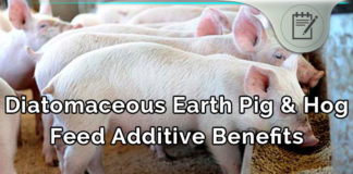 Diatomaceous Earth Hog and Pig Feed – Natural Enhancer? diatomaceous-earth-pig-hog-feed