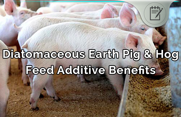diatomaceous-earth-pig-hog-feed
