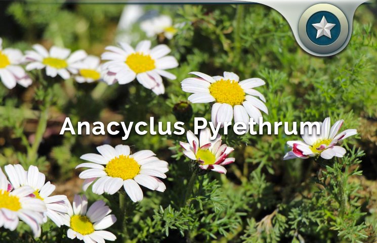 Anacyclus Pyrethrum
