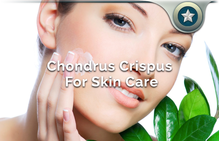 Chondrus Crispus