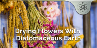 Drying Flowers With Diatomaceous Earth – How Does It Help? Drying Flowers With Diatomaceous Earth
