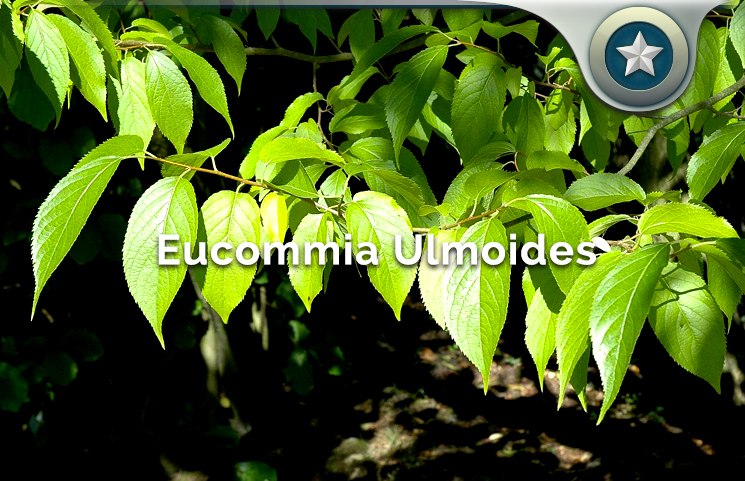 Eucommia Ulmoides