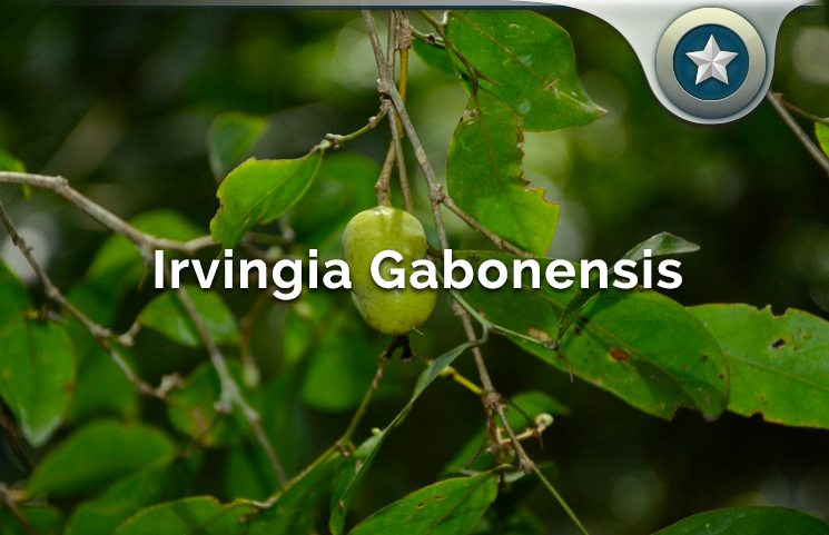 Irvingia Gabonensis