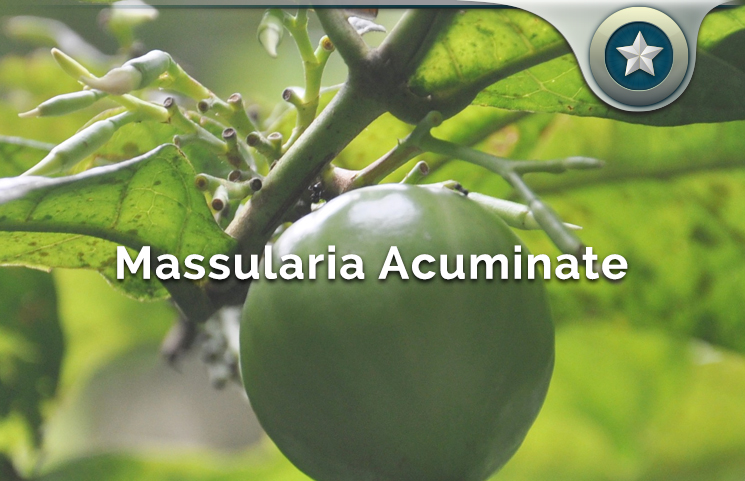 Massularia Acuminate