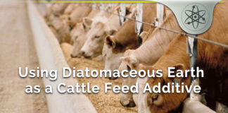 Diatomaceous Earth Cattle Feed Additive – Helpful Benefits? diatomaceous earth Cattle Feed Additive