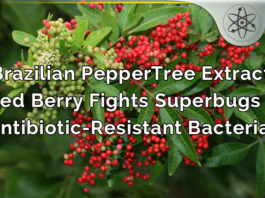 brazilian peppertree