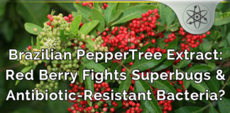 Brazilian PepperTree – Berry Fights Antibiotic-Resistant Superbugs? brazilian peppertree