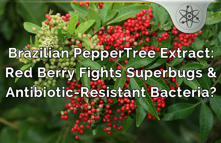 brazilian peppertree