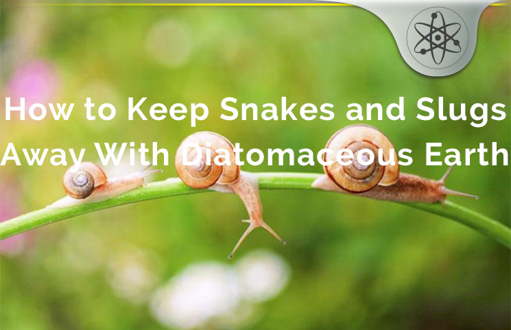 diatomaceous-earth-snakes-slugs-defense