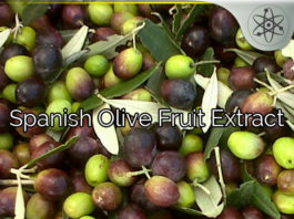 Spanish Olive Fruit Extract