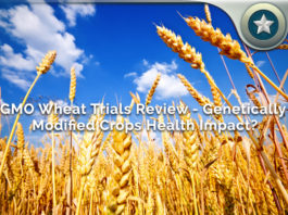 GMO Wheat Trials
