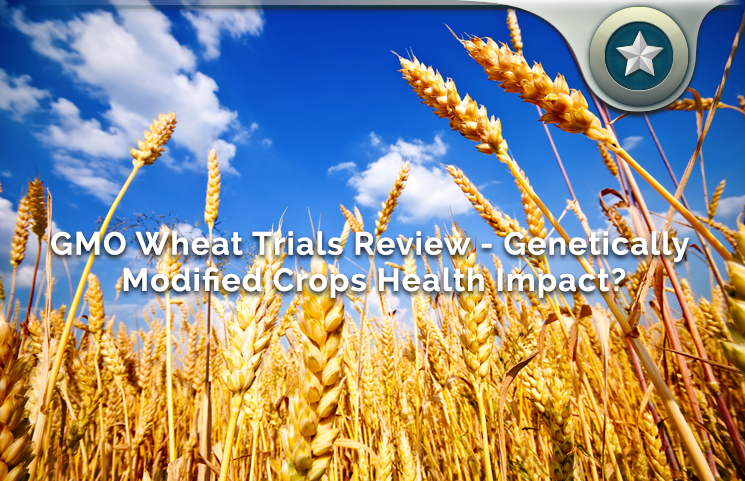 GMO Wheat Trials