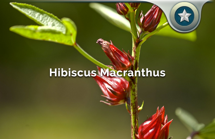 Hibiscus Macranthus