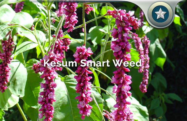 Kesum Smart Weed