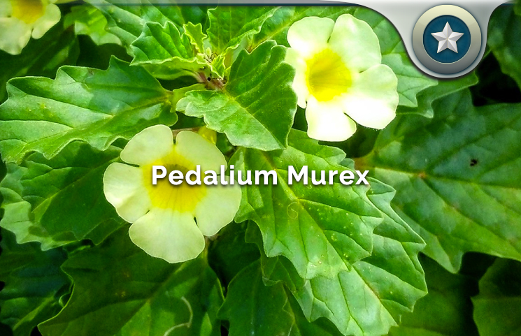 Pedalium Murex