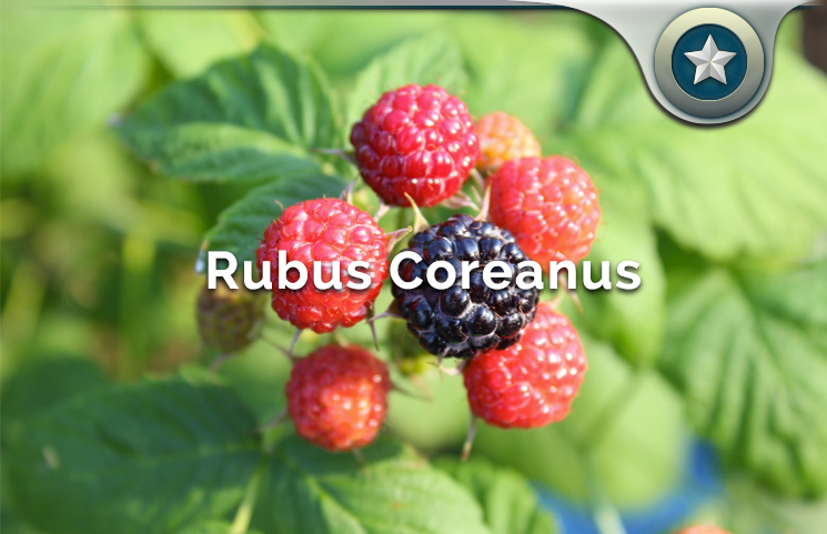 Rubus Coreanus