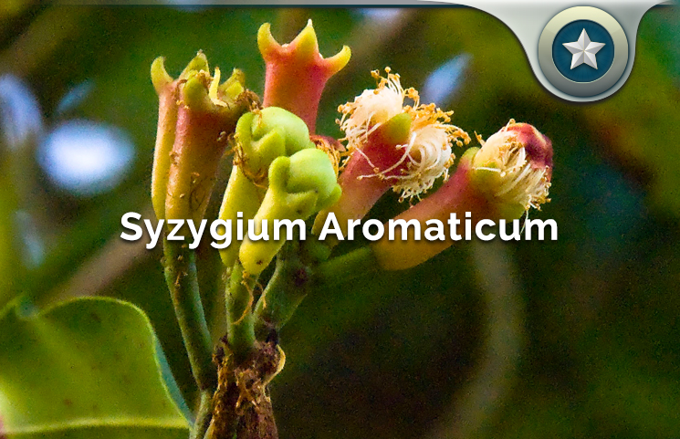 Syzygium Aromaticum