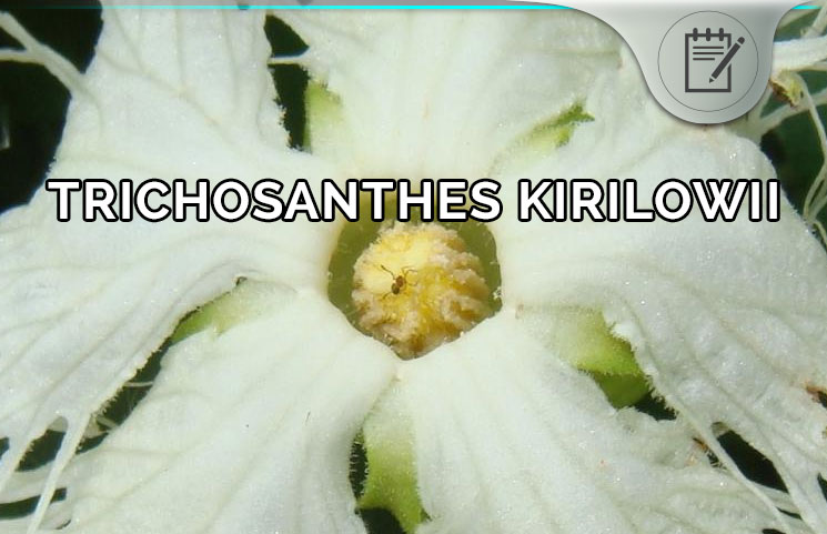 TricHosanthes Kirilowii